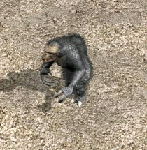 Behemoth - Level 4 Might