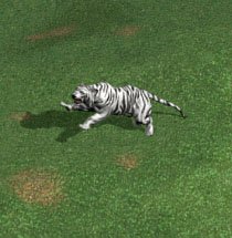 White Tiger - Level 2 Nature